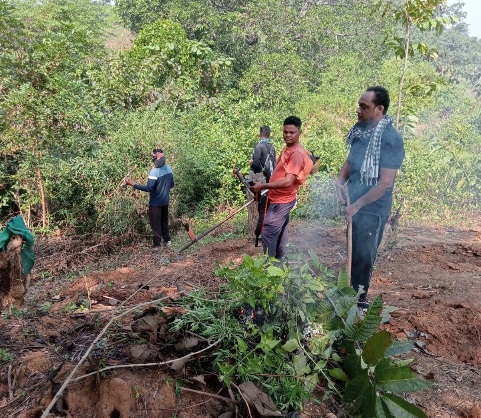 ମଜୁରଲେଣ୍ଡି ପାହାଡ଼ରେ ୫ ଏକର ବେଆଇନ ଗଞ୍ଜେଇ ଚାଷ: ଗଞ୍ଜେଇ ଗଛ କାଟିଲା ଓର୍କେଲ ପୋଲିସ।