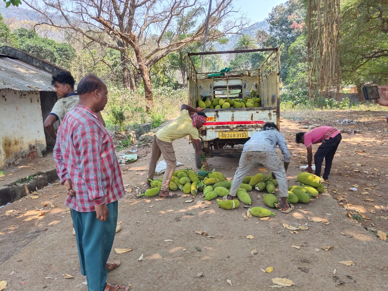 ସରକାରୀ ବାଡ଼ ଯେବେ ଖାଏ ସରକାରୀ ଫସଲ।