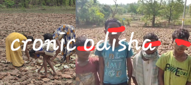 ଶିଶୁଙ୍କୁ ଶ୍ରମିକ କରାଉଛନ୍ତି କେନ୍ଦୁପତ୍ର ବେପାରୀ ; ଶିଶୁ ଶ୍ରମ ଏବଂ ଶିଶୁ ସୁରକ୍ଷା ବିଭାଗ ସାଜିଛି ନିରବଦ୍ରଷ୍ଟା।